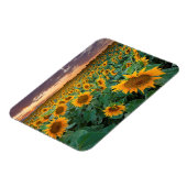 Zonnebloemveld in Longmont, Colorado Magneet (Linkerzijde)