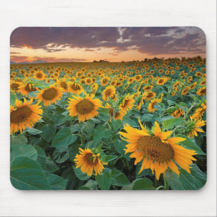 Zonnebloemveld in Longmont, Colorado Muismat