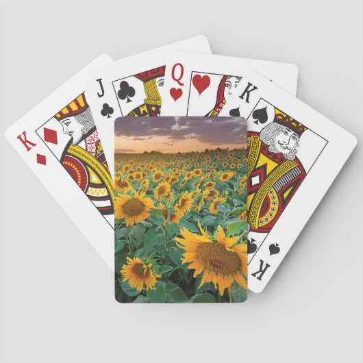 Zonnebloemveld in Longmont, Colorado Pokerkaarten (Achterkant)