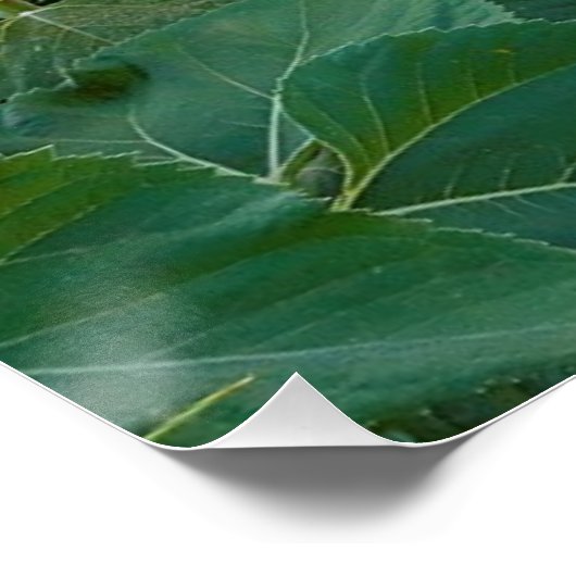 Zonnebloemveld in Longmont, Colorado Poster (Hoek)