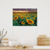 Zonnebloemveld in Longmont, Colorado Poster (Keuken)