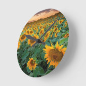 Zonnebloemveld in Longmont, Colorado Ronde Klok (Hoek)