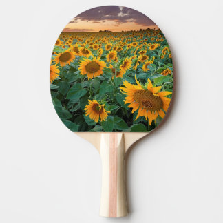 Zonnebloemveld in Longmont, Colorado Tafeltennisbatje