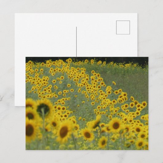 Zonnebloemveld in rijen DIY Briefkaart (Voorkant / Achterkant)