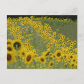 Zonnebloemveld in rijen DIY Briefkaart (Voorkant)