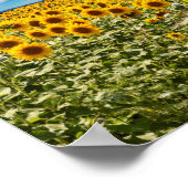 Zonnebloemveld in Toscana Poster (Hoek)