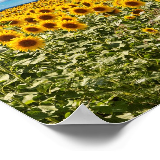 Zonnebloemveld in Toscana Poster (Hoek)