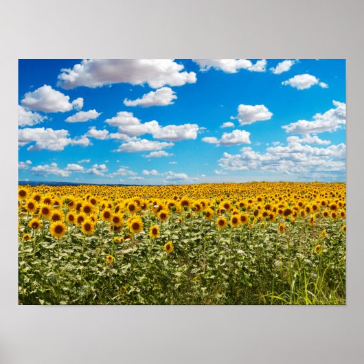 Zonnebloemveld in Toscana Poster (Voorkant)