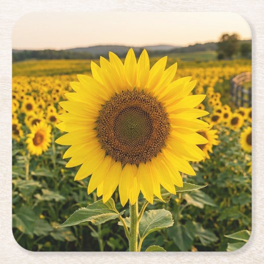 Zonnebloemveld Kartonnen Onderzetters (Voorkant)
