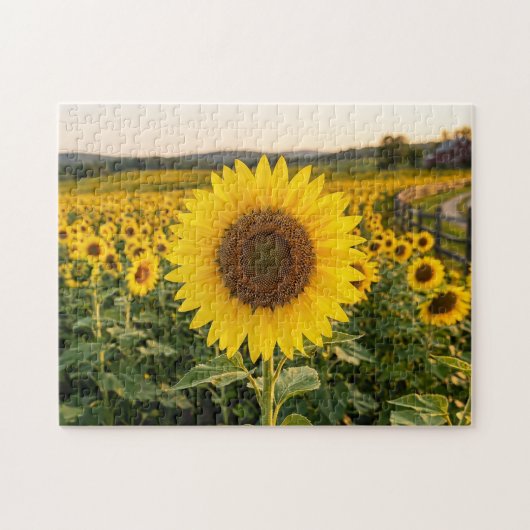 Zonnebloemveld Legpuzzel (Horizontaal)