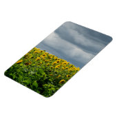 Zonnebloemveld. Magneet (Linkerzijde)