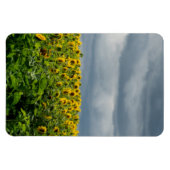 Zonnebloemveld. Magneet (Horizontaal)