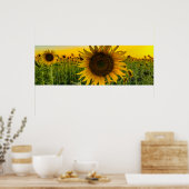 Zonnebloemveld met een Golden Sky Poster (Keuken)