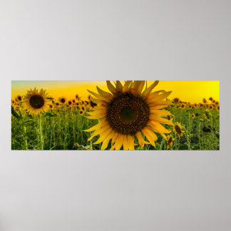 Zonnebloemveld met een Golden Sky Poster
