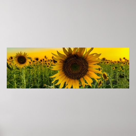 Zonnebloemveld met een Golden Sky Poster (Voorkant)
