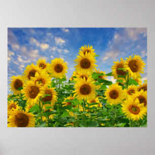 Zonnebloemveld, mooie bloemen, poster