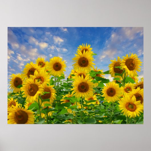 Zonnebloemveld, mooie bloemen, poster (Voorkant)