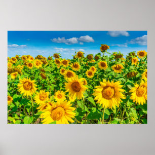 Zonnebloemveld op zomerzonnige dag. Picturesque l Poster