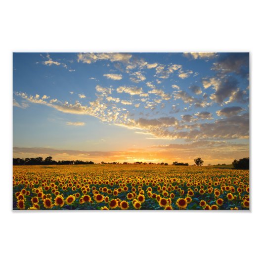 Zonnebloemveld op zonsondergang, 12x8 foto afdruk (Voorkant)