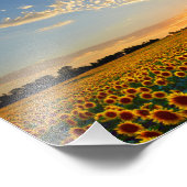 Zonnebloemveld op zonsondergang, 12x8 foto afdruk (Hoek)