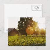 Zonnebloemveld op zonsondergang met een schuur briefkaart (Voorkant / Achterkant)