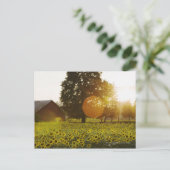 Zonnebloemveld op zonsondergang met een schuur briefkaart (Staand voorkant)