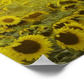 Zonnebloemveld op zonsondergang met een schuur poster (Hoek)