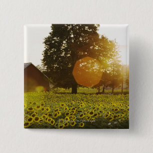 Zonnebloemveld op zonsondergang met een schuur vierkante button 5,1 cm