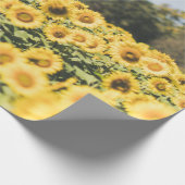 Zonnebloemveld overdag cadeaupapier (Hoek)