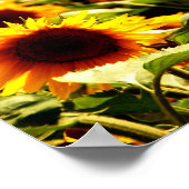 Zonnebloemveld Poster (Hoek)