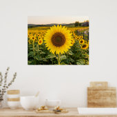 Zonnebloemveld Poster (Keuken)
