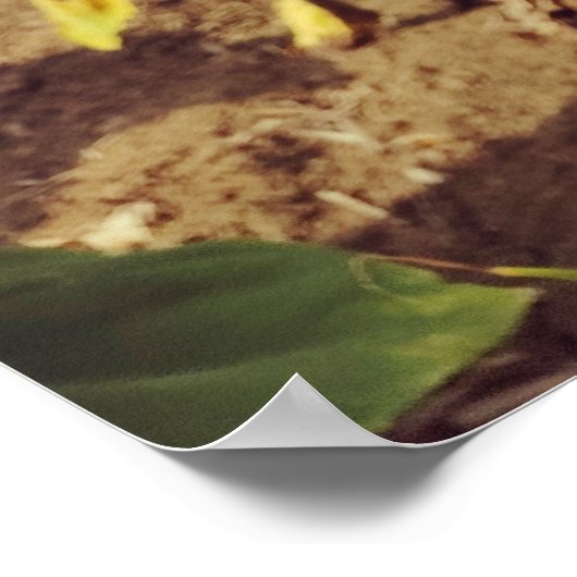  zonnebloemveld poster (Hoek)