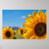 Zonnebloemveld Poster (Voorkant)
