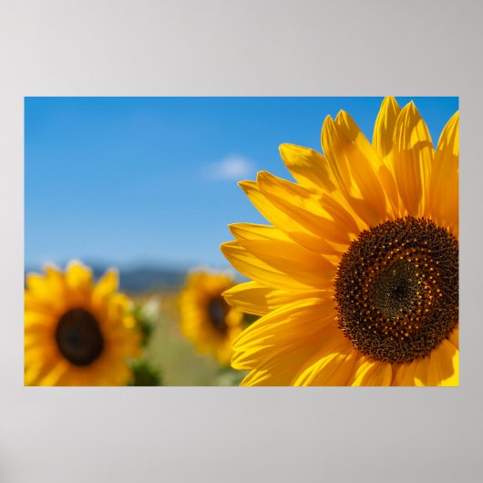Zonnebloemveld Poster (Voorkant)