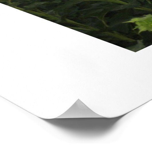 Zonnebloemveld Poster (Hoek)