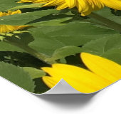 Zonnebloemveld Poster (Hoek)