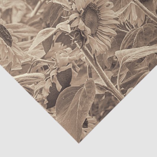 Zonnebloemveld  Sepia Tone-ontkoppeling Tissuepapier (Detail)