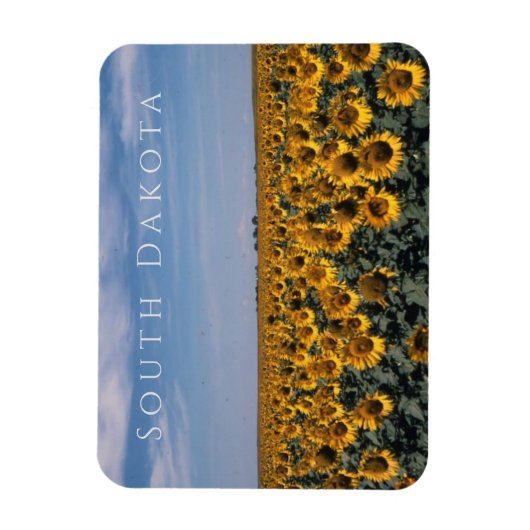 Zonnebloemveld, South Dakota Magneet (Verticaal)