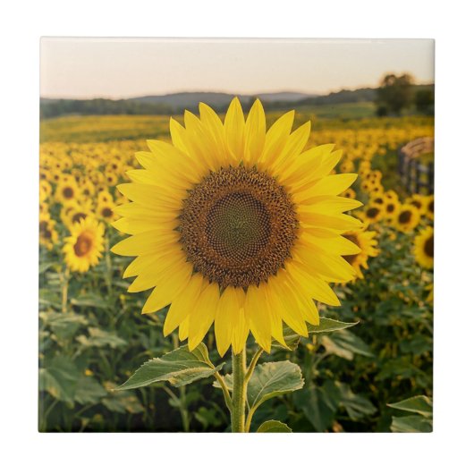 Zonnebloemveld Tegeltje (Voorkant)