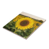 Zonnebloemveld Tegeltje (Zijkant)