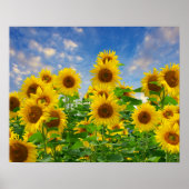 Zonnebloemveld van bloemen poster (Voorkant)