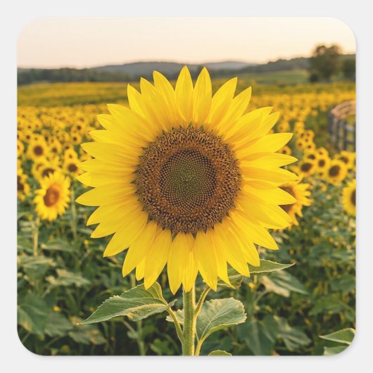 Zonnebloemveld Vierkante Sticker (Voorkant)