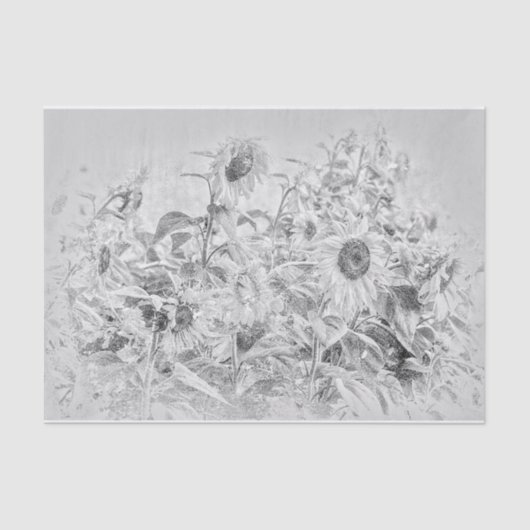 zonnebloemveld zwart en wit, versteld tissuepapier (Voorkant)