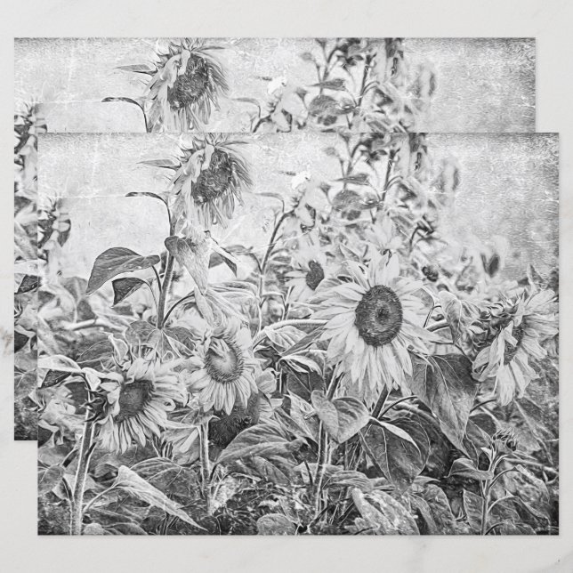 Zonnebloemveld  zwart-wit ontkoppeling (Voorkant / Achterkant)