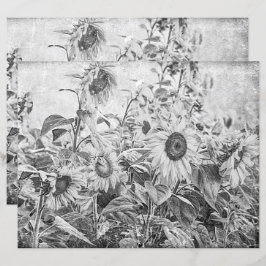 Zonnebloemveld  zwart-wit ontkoppeling