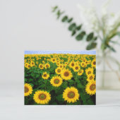 ZonnebloemveldBriefkaart Briefkaart (Staand voorkant)