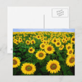 ZonnebloemveldBriefkaart Briefkaart (Voorkant / Achterkant)