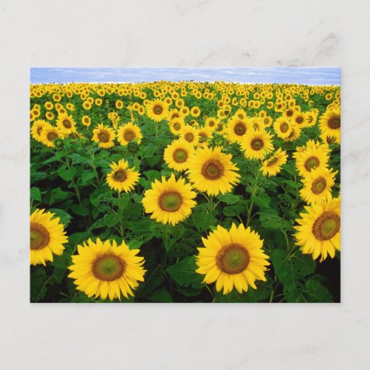 ZonnebloemveldBriefkaart Briefkaart (Voorkant)