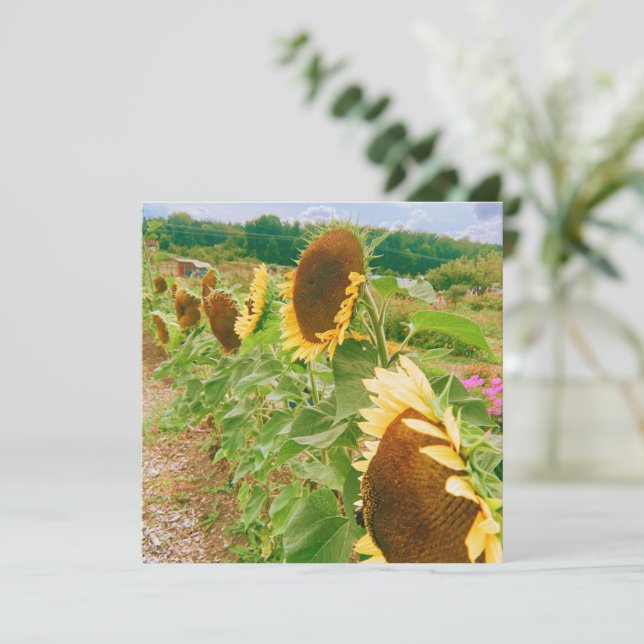 Zonnebloemvelden (Staand voorkant)