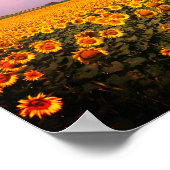 Zonnebloemvelden gekleurd Poster (Hoek)